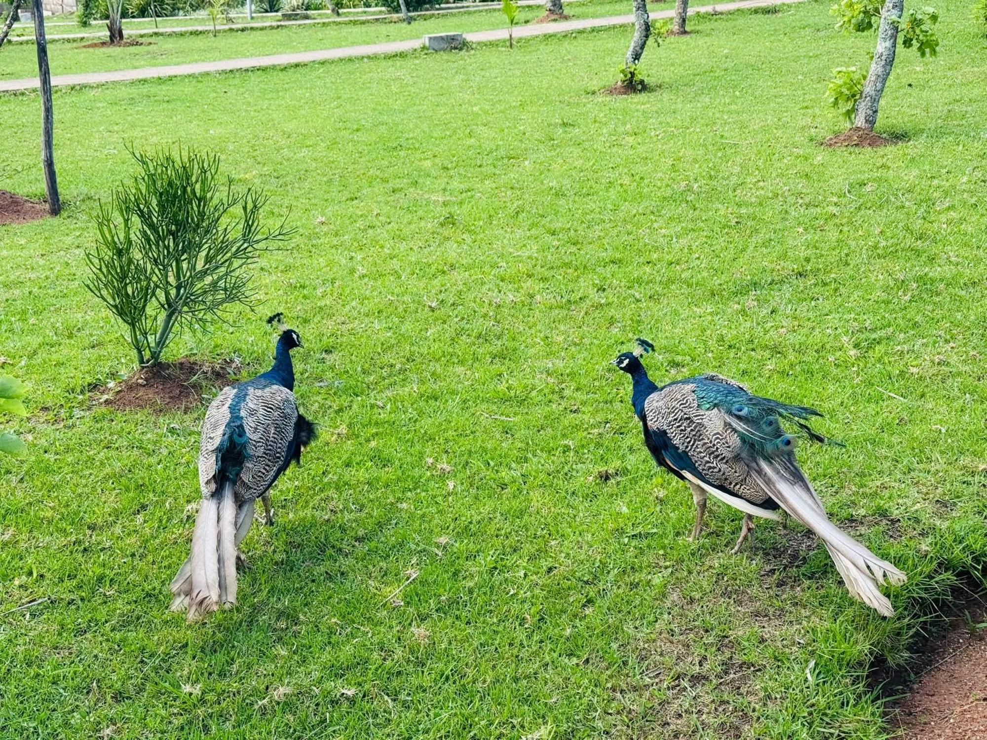 Sibebe Resort Mbabane Eksteriør bilde